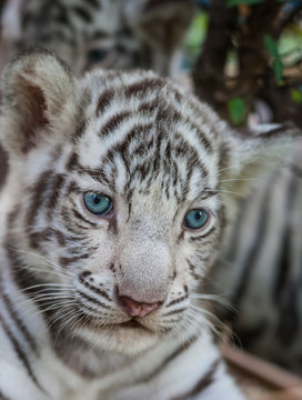 close up white baby tiger