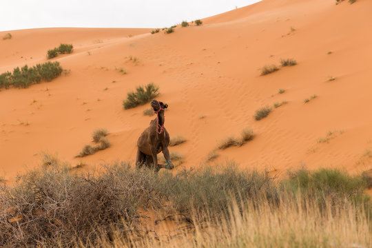 camel in the sand dunes