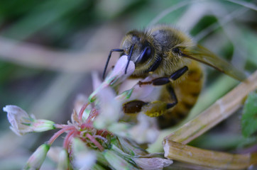 Honeybee harvesting pollen from a flower