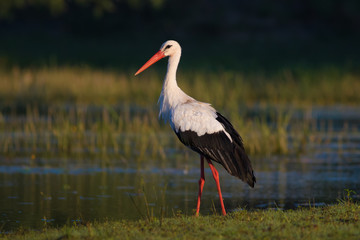 White stork Ciconia on the swamp