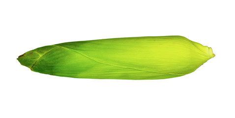 One on ear of corn isolated on a white background