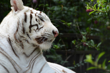 White bengal tiger dozed