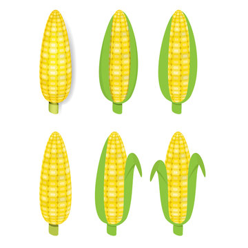Yellow corn in flat and realistic style