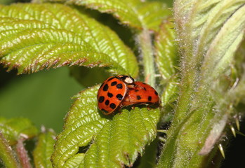 Marienkäfer bei der Paarung,Coccinella septempunctae
