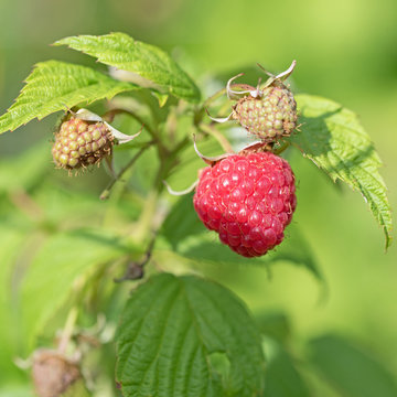 Himbeeren, Rubus idaeus