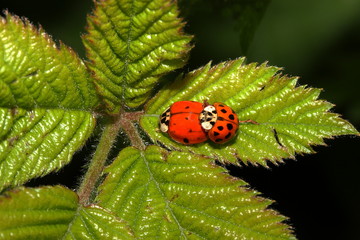Marienkäfer bei der Paarung,Coccinella septempunctae