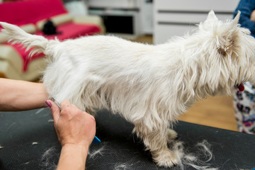 Dog West Highland White Terrier Grooming