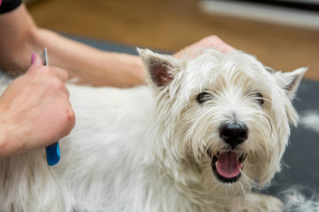 Dog West Highland White Terrier Grooming