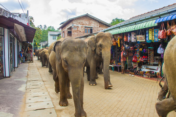 Obraz premium Herd of Elephants in Town in Sri Lanka