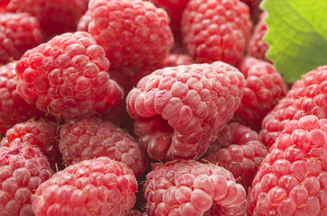 Ripe raspberry close up. Background of summer berries.
