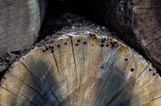 holzwurm l&ouml;cher