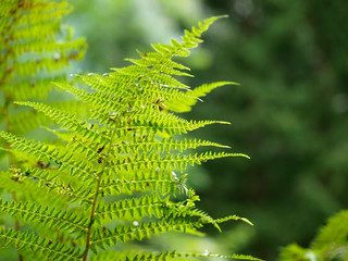 fern close-up in the sunshine in a forest 