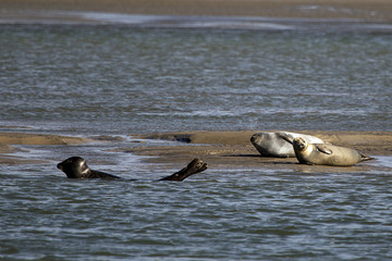 les phoques sur la plage