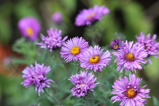 Purple asters in the flowerbed