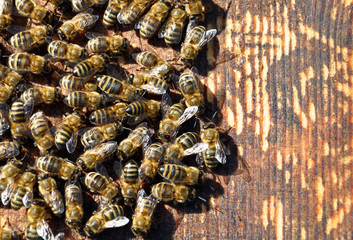 bee hive with bees on it