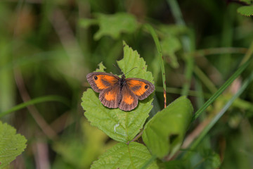 papillon mâle d'Amaryllis