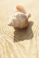 Schneckenhaus im prallen Sonnenlicht