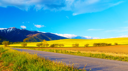Obraz premium Road in a beautiful land with meadows and blooming field. And snow mountain in background. Slovakia, Central Europe, Liptov.