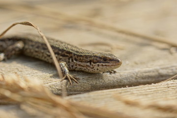 Sonnenbad auf der Terrasse