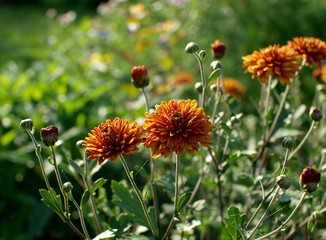 summer orange chrysanthemum