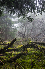 Dry logs in the forest in mountains, Alsace