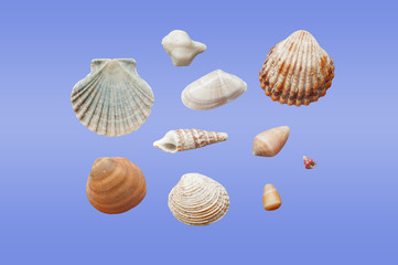 Different types of seashells