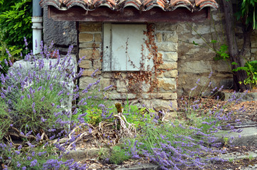 small french house surrounded by lavender plants