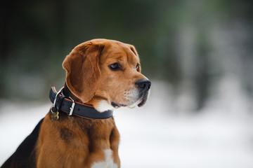 Dog breed Beagle walking in winter, portrait
