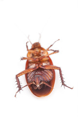  macro of cockroach is dead shoot on white background