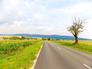 Asphalt road between fields