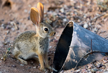 Baby Cottontail Rabbit