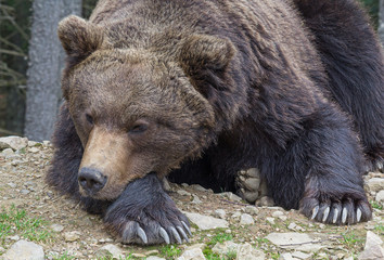Brown bear sleeping on the ground close-up. Animals