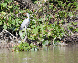 Fototapeta premium Grey Heron - Ardea cinerea - sitting on river coast