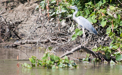 Grey Heron - Ardea cinerea - sitting on river coast