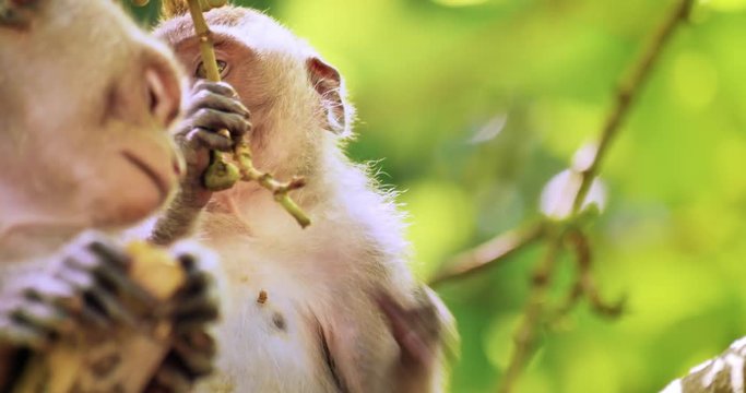 Two cute and funny young monkeys on tree branch in sacred forest of Ubud Bali