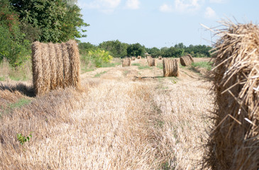 details of mowed field with bales of hay