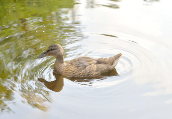 Duck in water.