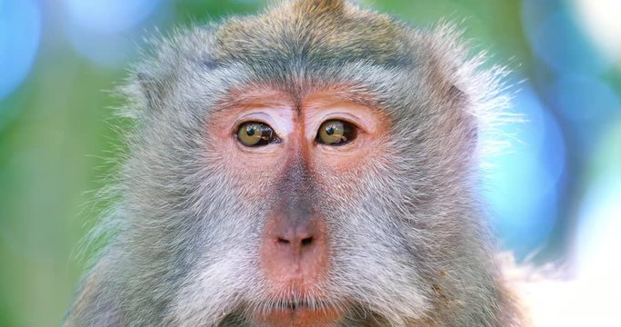 Adult macaque monkey female makes sound calling for baby. Closeup eyes and face