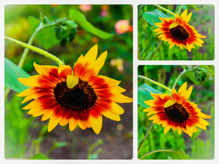 Rote Sonnenblume Collage