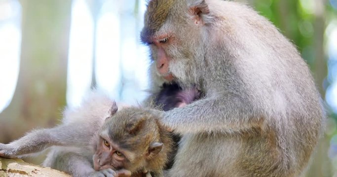 Brown rhesus macaque cleaning fleas in family relative's  fur while relaxing