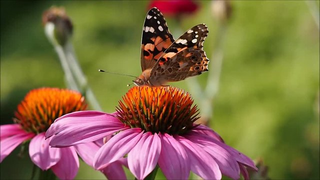 Distelfalter auf Sonnenhut