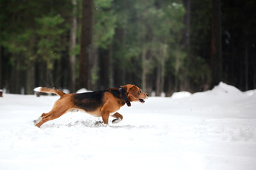 Dog breed Beagle walking in winter forest