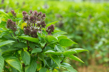 sweet basil