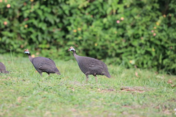 Helmeted guineafowl (Numida meleagris) in Uganda

