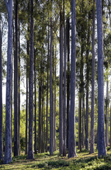 Simetric composition with Eucalyptus trunks