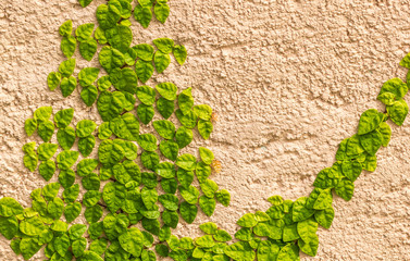 Fundo de muro com hera.