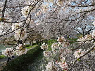 酒津公園の桜