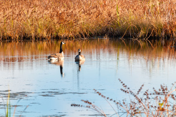 Two Canada geese resting on a marsh pond in autumn