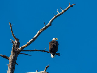 Photograph of bald eagle perched on a bare branch and set against a clear blue sky.