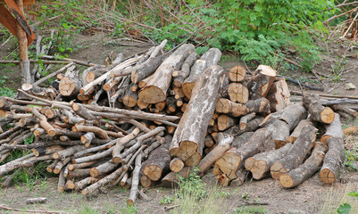 Fototapeta na wymiar Pile of cut wood stump log